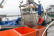 Unloading fish