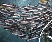 South Australia Sardines