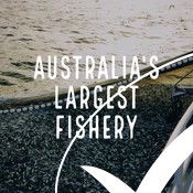 South Australia Sardines