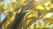 Kelp / Large seaweed / Macroalgae