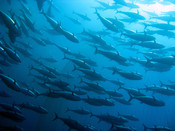 A shoal of tuna