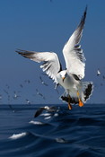 Sea gulls at sea