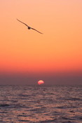 Sea gulls at sea