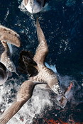 Sea gulls at sea fish in mouth