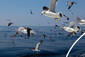 Sea gulls at sea