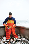 Jan Kramer, Dutch fisherman heros - Species: mackerel and gunard