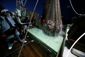 landing fish from a trawl net