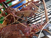 Lobster in a trap Western Rock Lobster