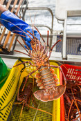 Fisherman holding Western Australian Rock Lobster