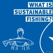 MSC 101 Informational Graphics - Sustainable Fishing