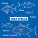 Tuna species infographic