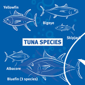 Tuna species infographic