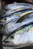 Fresh catch of Yellowfin tuna