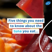 Wochit: 5 Tuna facts