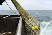 Trawling methods - looking into sea