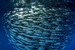 School of small pelagic fish (mackerel)