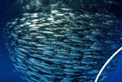 School of small pelagic fish (mackerel)