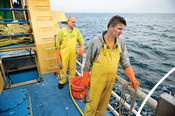 Trawling methods - looking into sea