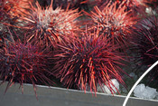 Red sea urchins