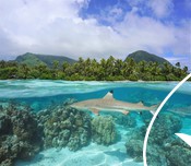 Black tip reef shark under ocean surface