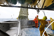 North sea landing trawl trawling net