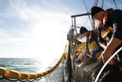 Fishers hauling sardine net