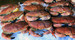 Brown (edible) crabs on ice