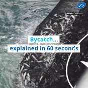 Wochit: Bycatch explained in 60 seconds