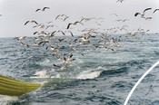 Maldives seafront birds chasing boat RGB