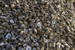 Shucked Oyster Shells - USA Oyster Fishery