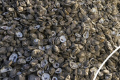 Shucked Oyster Shells - USA Oyster Fishery