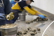 Oyster processing and shucking - USA Oyster Fishery
