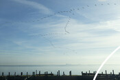 Birds soaring above Galveston Bay - USA Oyster Fishery
