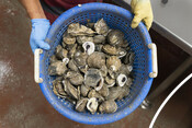 Oysters - USA Oyster Fishery