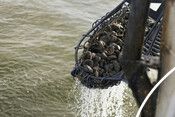 Hauling up oyster dredge - USA Oyster Fishery
