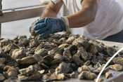 USA Oyster Fishery