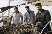 Measuring oysters - USA Oyster Fishery