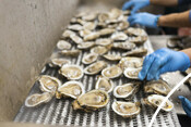 Processing oysters - USA Oyster Fishery