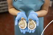 Halved oyster - USA Oyster Fishery