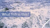 Trailer: Dharawal language lesson: What fish is this?
