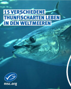 2.5. Welt-Thunfischtag