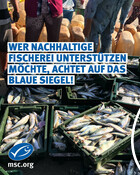 22.8. Tag der Fische in Deutschland