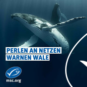 20.2. World Whale Day