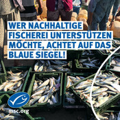 22.8. Tag der Fische in Deutschland