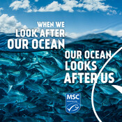 Social Media asset: Our Ocean looks after us