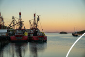 Fishing Boats - Sardines from Small Pelagics Fishery in Sonora, Gulf of California