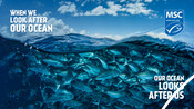 Virtual Background - World Ocean Day