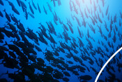 Big shoal of pacific fish - Stock image