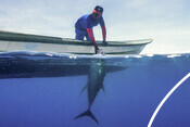 Tuna fishing underwater - Indonesian Tuna