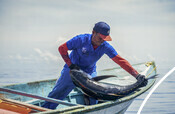 Fisherman catching tuna - Indonesian Tuna